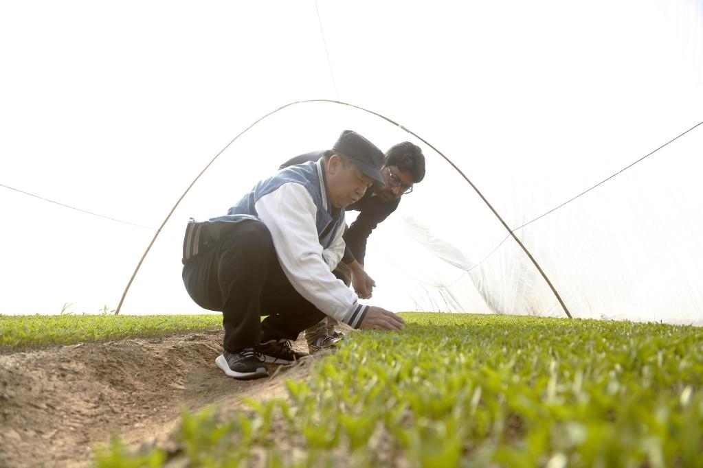 巴基斯坦旁遮普省木爾坦的中巴辣椒訂單種植項(xiàng)目辣椒育苗大棚內(nèi)，中國農(nóng)業(yè)專家?guī)ьI(lǐng)巴基斯坦技術(shù)員查看辣椒秧苗生長情況。