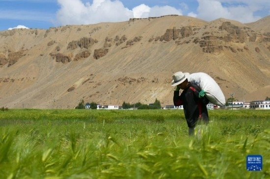 8月12日，西藏阿里地區(qū)普蘭縣赤德村村民在青稞田里勞作。