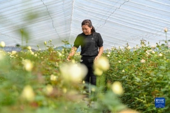 8月17日，吉林省德惠市朱城子鎮(zhèn)沿河村程雪家庭農(nóng)場的負(fù)責(zé)人楊雪在查看玫瑰花長勢。新華社記者 張楠 攝