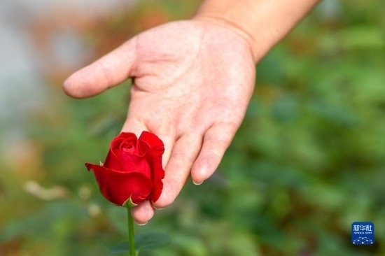 8月17日，吉林省德惠市朱城子鎮(zhèn)沿河村程雪家庭農(nóng)場的負(fù)責(zé)人楊雪在查看玫瑰花長勢。新華社記者 張楠 攝