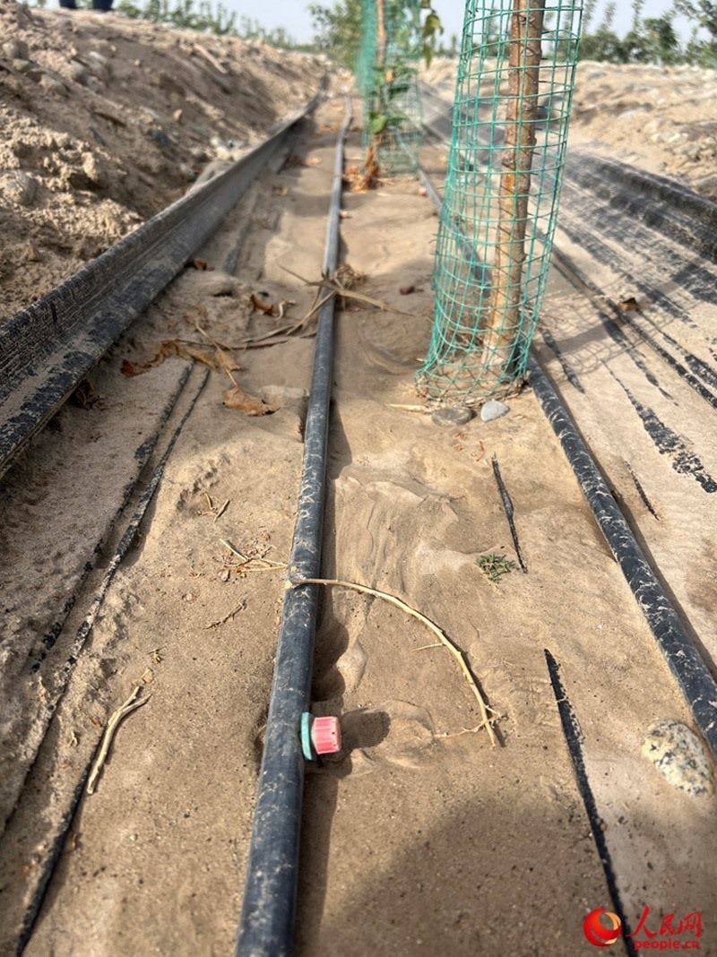 水肥一體化滴灌技術(shù)，可極大節(jié)約用水量。人民網(wǎng)記者 常雪梅攝