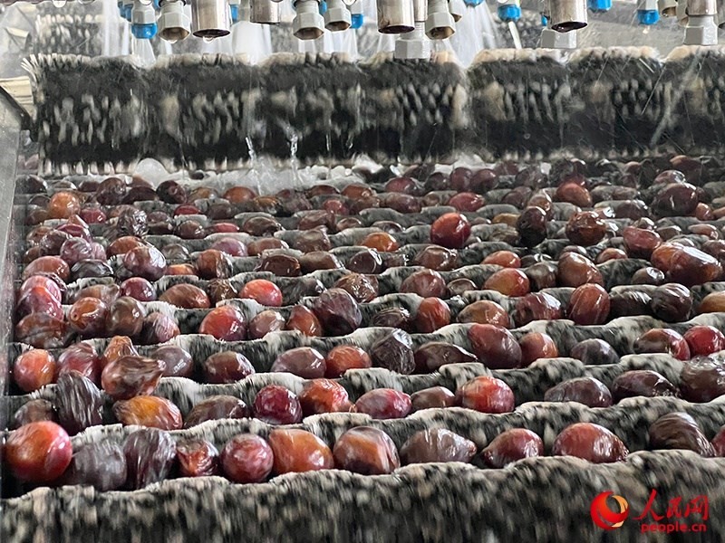 清洗西梅。人民網(wǎng)記者 常雪梅攝