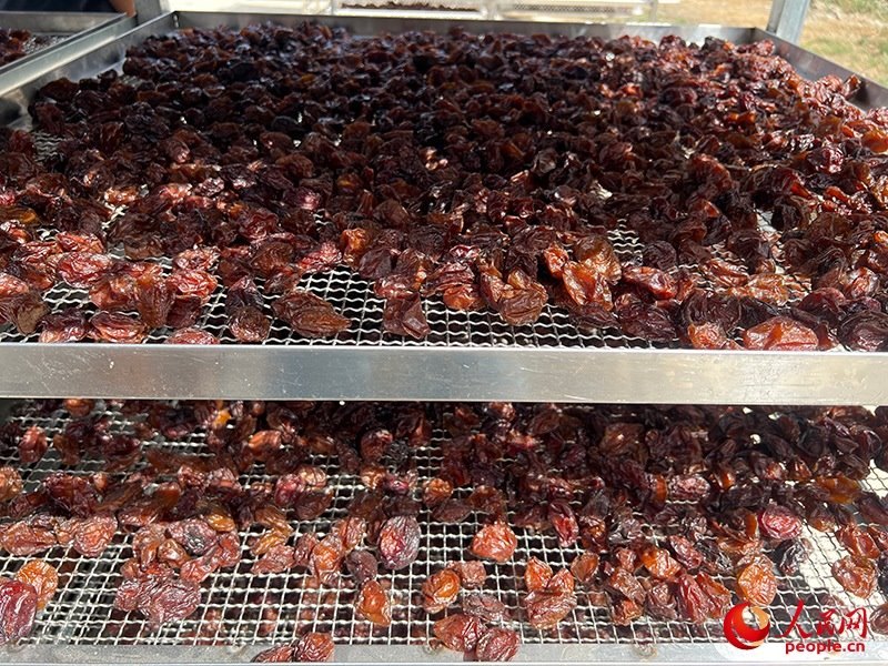 晾曬西梅。人民網(wǎng)記者 常雪梅攝