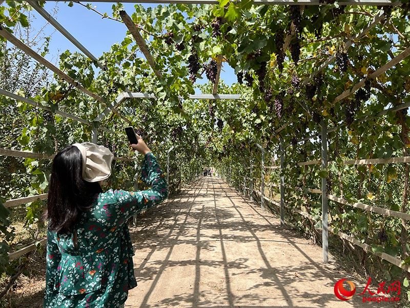 新疆閩龍達(dá)干果產(chǎn)業(yè)有限公司內(nèi)種植的葡萄。人民網(wǎng)記者 常雪梅攝