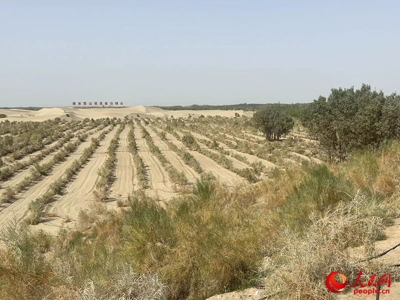 麥蓋提縣百萬畝防風(fēng)固沙生態(tài)林建設(shè)工程。人民網(wǎng)記者 常雪梅攝