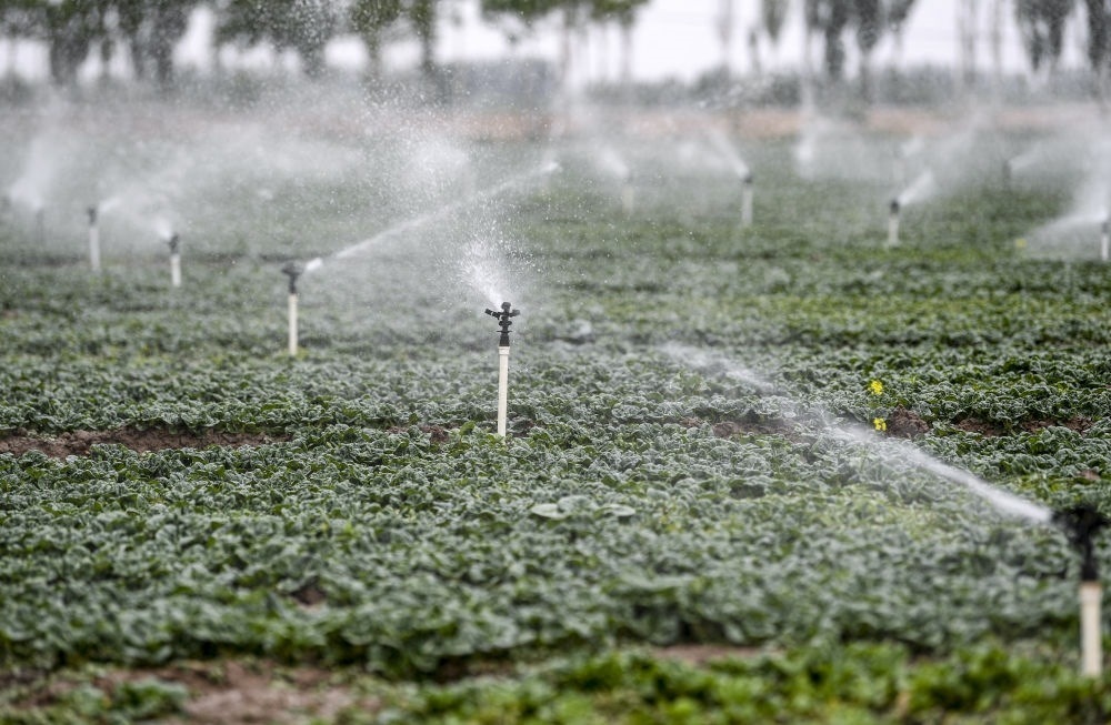 2023年5月25日，在寧夏銀川市永寧縣望洪鎮(zhèn)宋澄村冷涼蔬菜種植基地，小型噴灌節(jié)水設(shè)備在進(jìn)行噴灌作業(yè)。新華社記者 馮開華 攝
