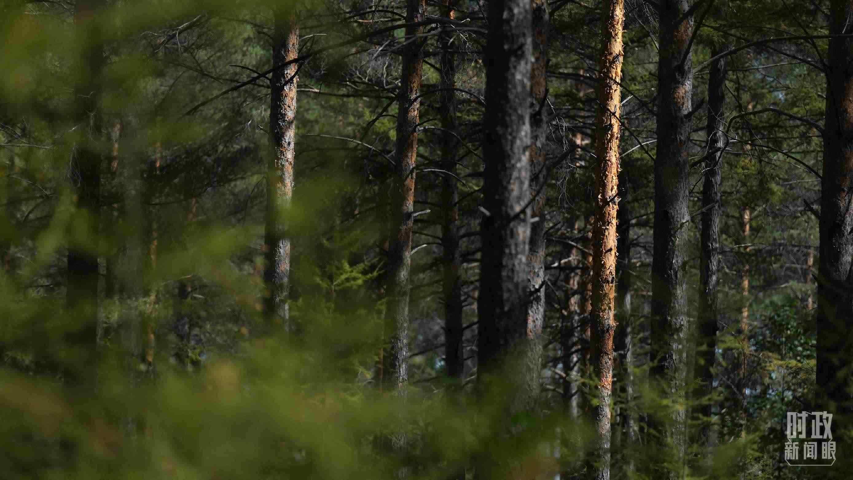 △漠河林場(chǎng)有天然林3.54萬公頃、蓄積量325.3萬立方米。（總臺(tái)國(guó)廣記者李晉拍攝）