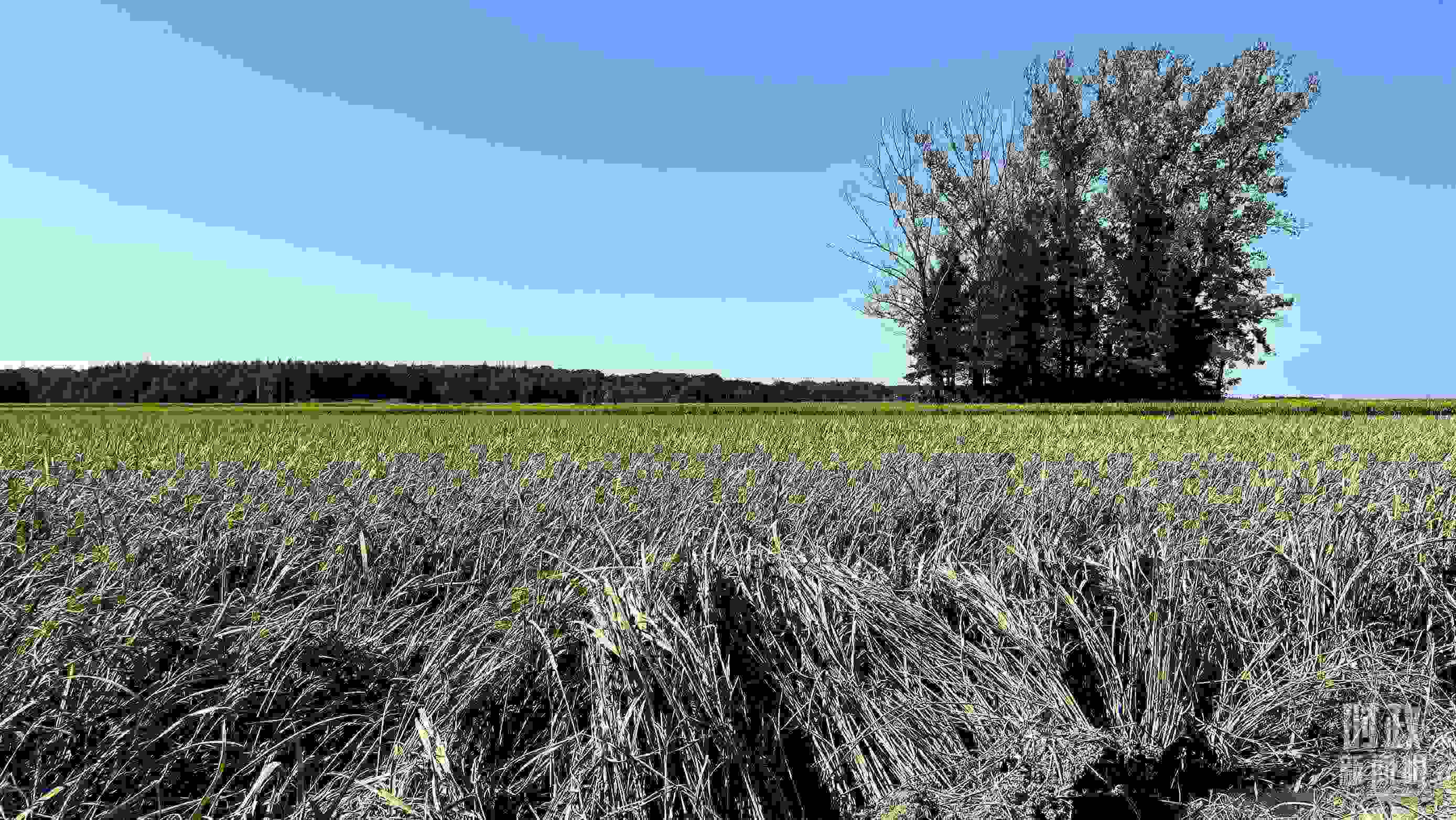 △龍王廟村遭受洪澇災(zāi)害的農(nóng)田。（總臺(tái)央視記者邢彬拍攝）