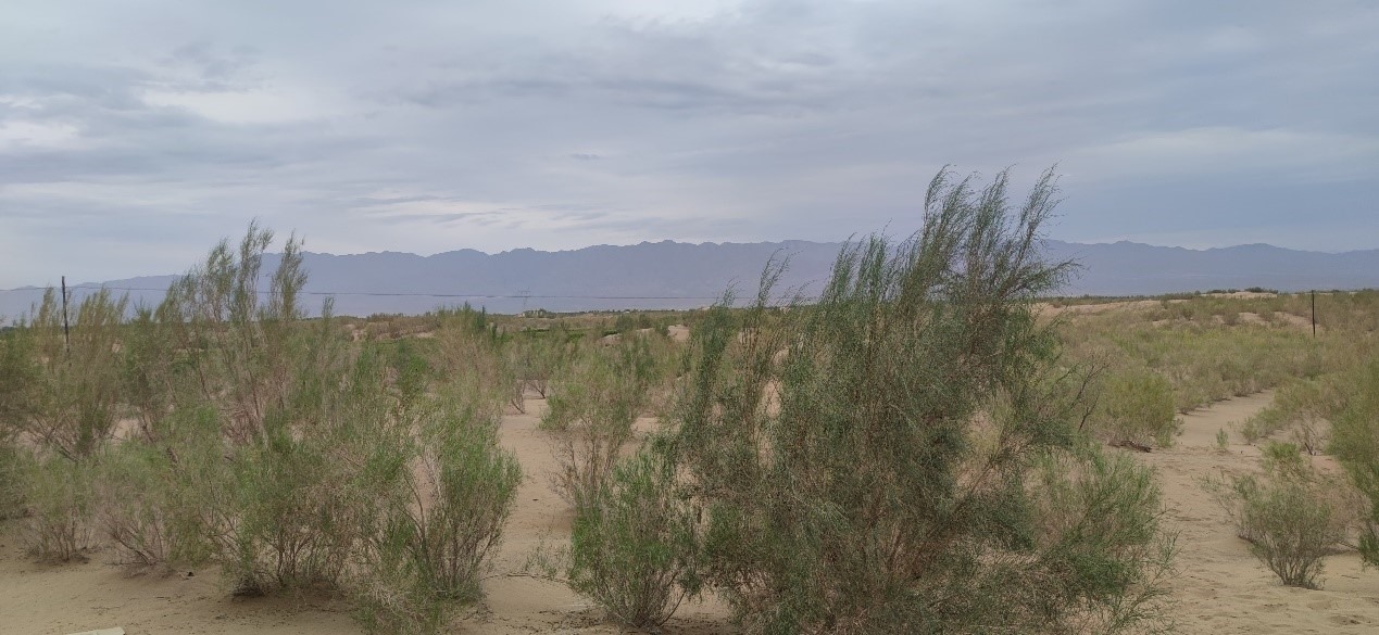 曾經的荒漠現已被大面積梭梭林覆蓋。張璐璐 攝