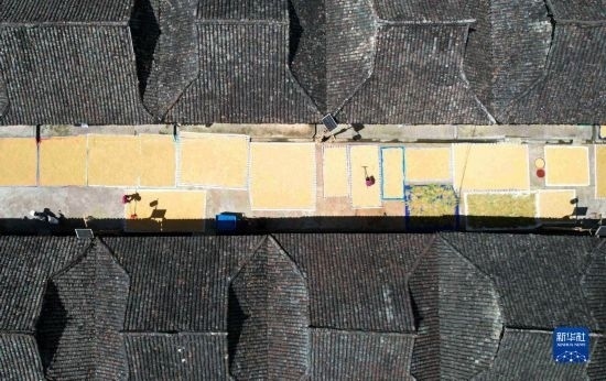 9月16日，在貴州省黔東南苗族侗族自治州從江縣加勉鄉(xiāng)污扣村，村民在晾曬稻谷（無人機(jī)照片）。