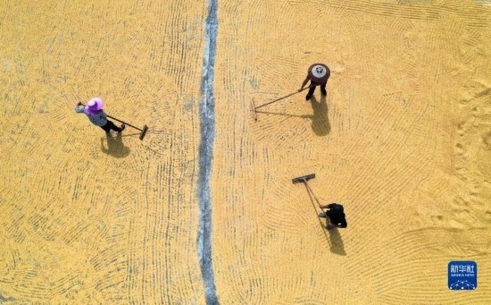 9月16日，湖南省郴州市桂陽縣流峰鎮(zhèn)農(nóng)民在晾曬稻谷（無人機(jī)照片）。