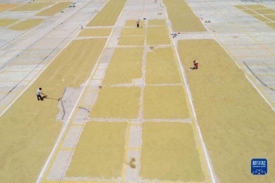 9月16日，村民在貴州省黔東南苗族侗族自治州丹寨縣金泉街道晾曬稻谷（無人機(jī)照片）。