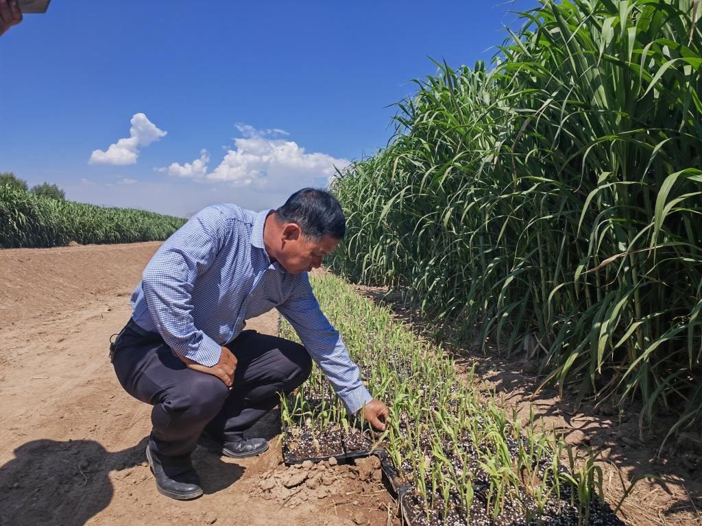 高級(jí)農(nóng)藝師周興德向記者介紹巨菌草幼苗（2023年9月1日攝）。新華社記者馬麗娟 攝