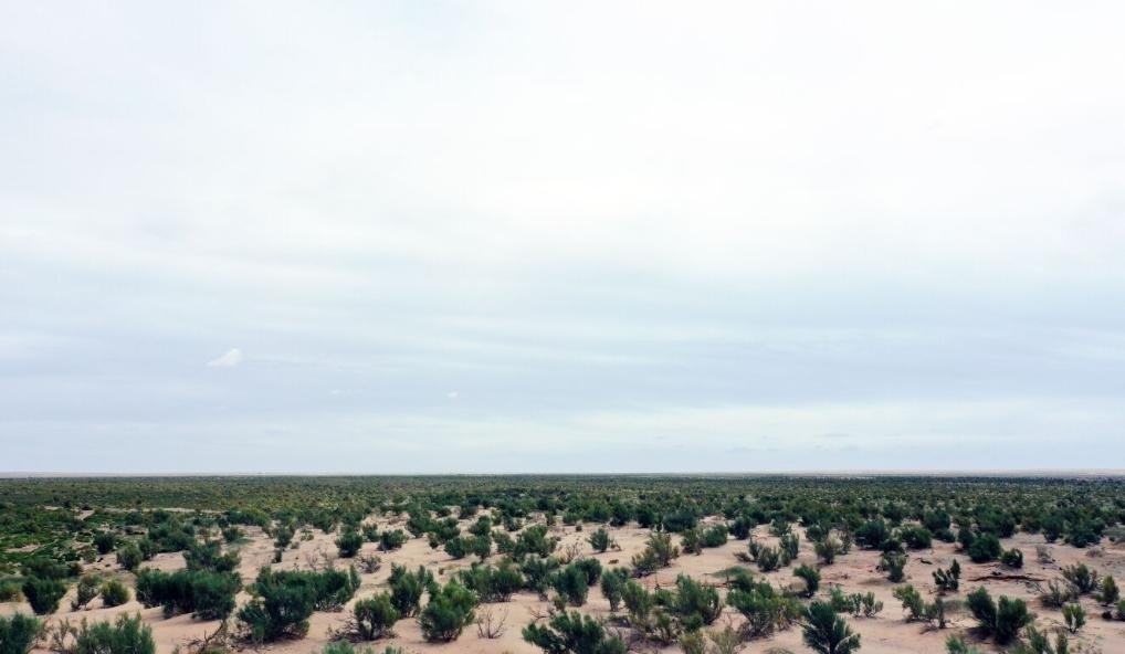 經(jīng)過封禁保護(hù)和人工種植梭梭后恢復(fù)綠色的草場(chǎng)（2023年9月12日攝）。新華社記者李云平 攝