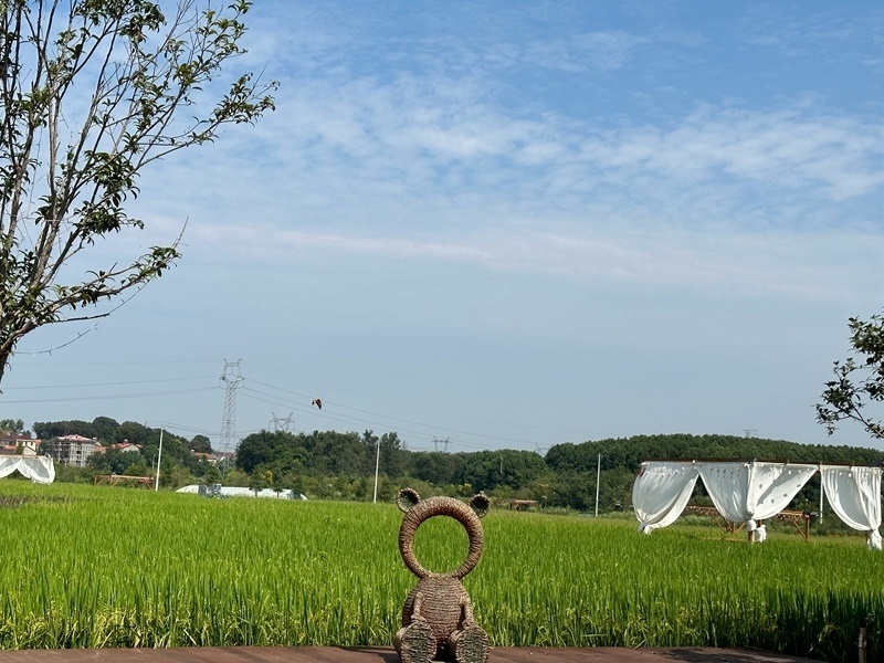 林語未來村打造農(nóng)家畈田園綜合體。人民網(wǎng) 王紹紹攝