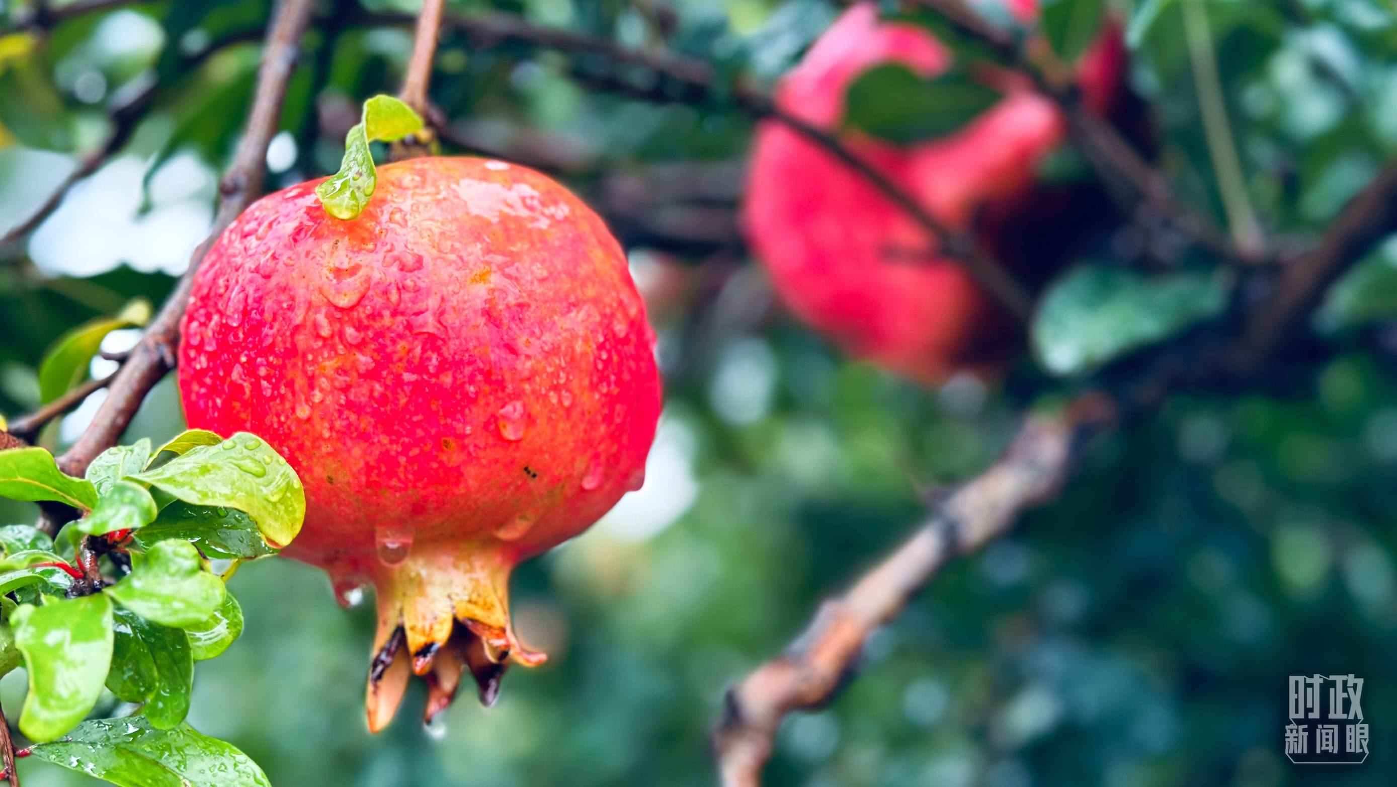 △一場(chǎng)秋雨過(guò)后，石榴更顯晶瑩。（總臺(tái)央視記者李輝、范一鳴拍攝）