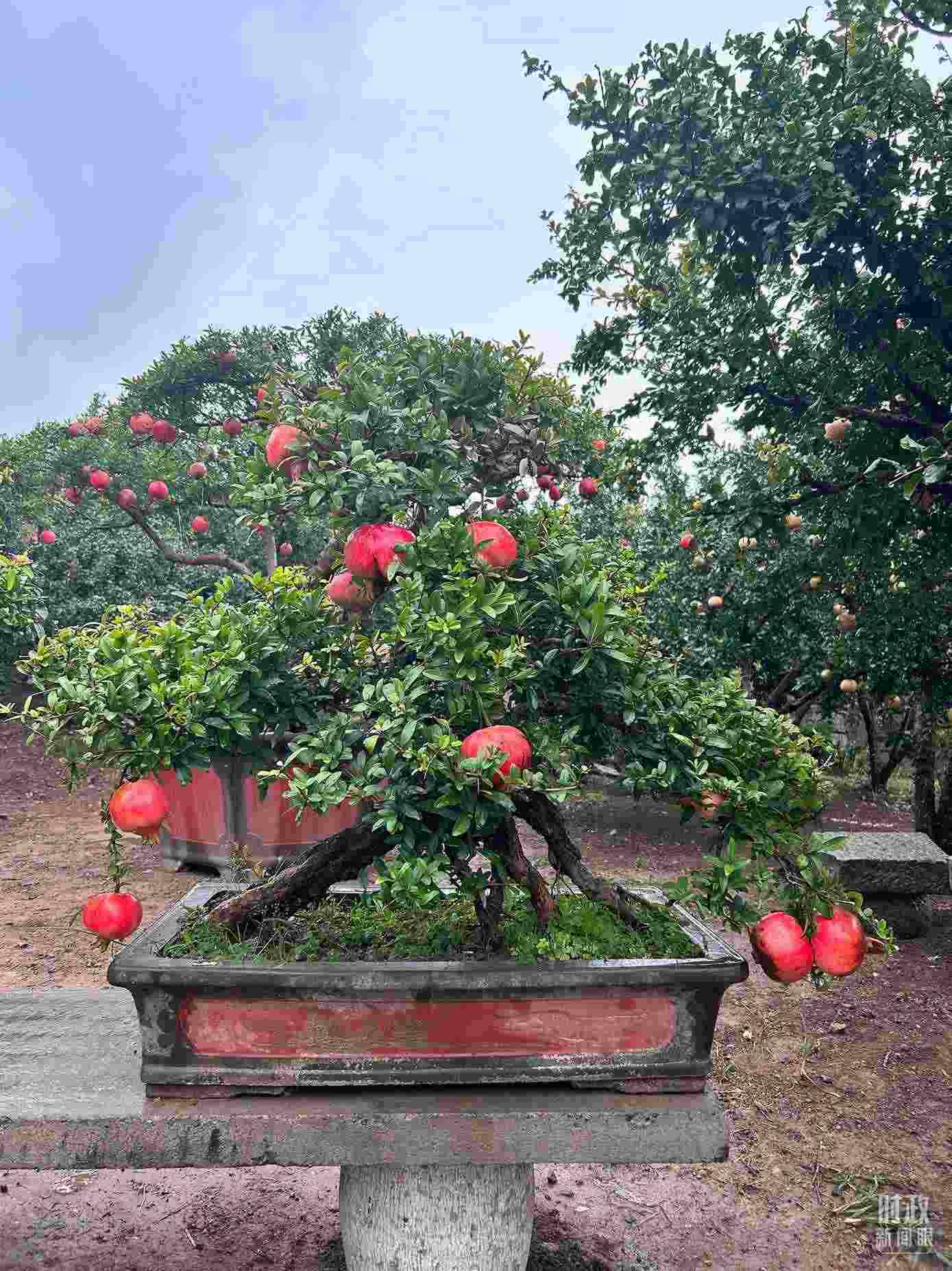 △冠世榴園內(nèi)的石榴盆栽。（總臺(tái)央視記者黎兵拍攝）