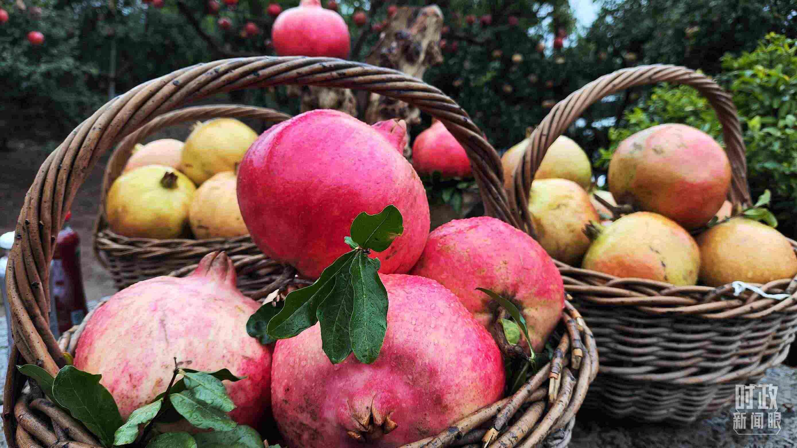 △種植園內(nèi)新鮮采摘的石榴。（總臺(tái)央視記者鐘信偉拍攝）