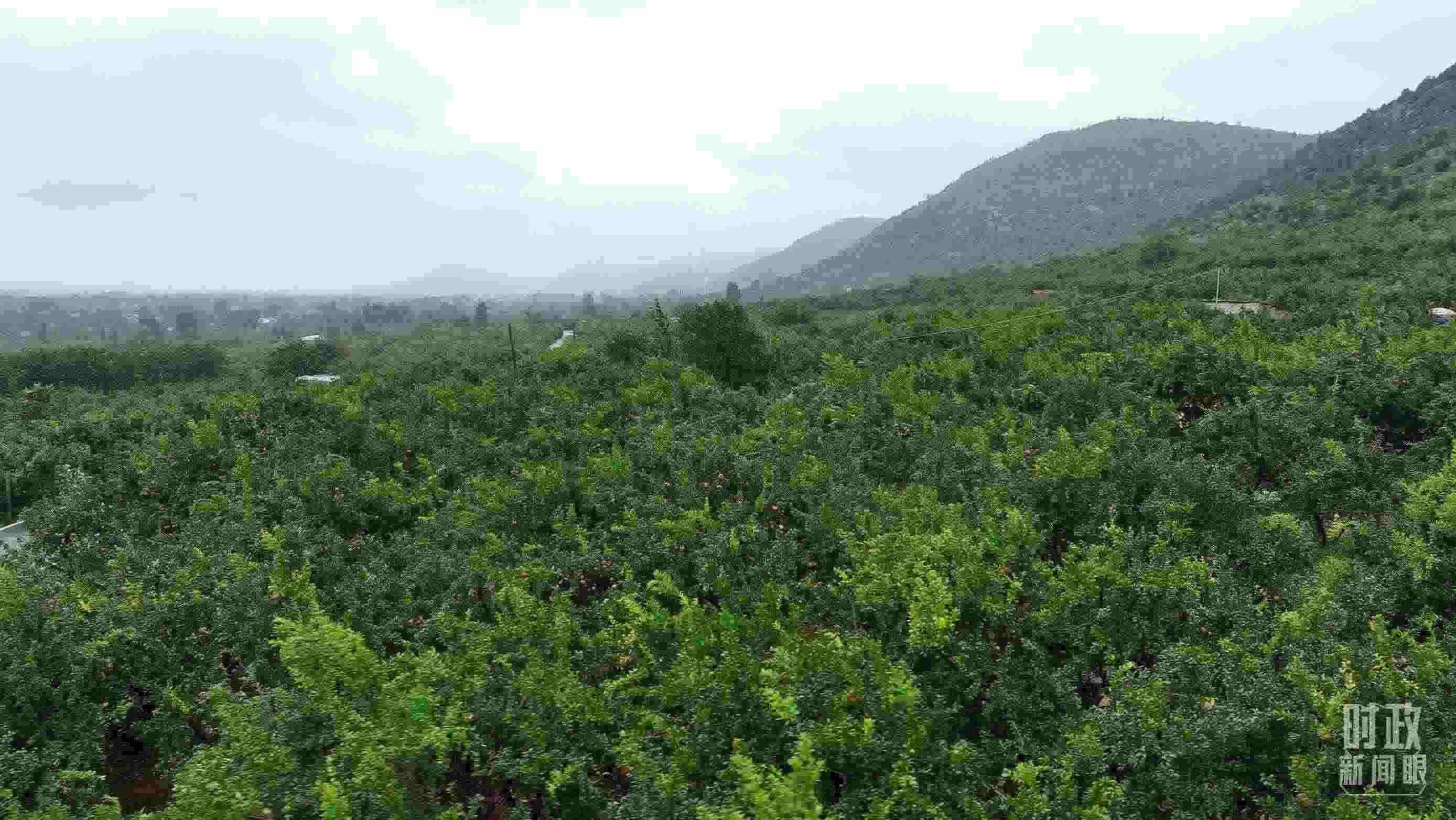 △山東棗莊冠世榴園。（總臺(tái)記者韓森、張鵬拍攝）