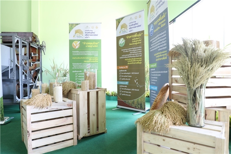 圖為泰國(guó)農(nóng)業(yè)與合作社部培育的優(yōu)質(zhì)稻種。泰國(guó)商務(wù)部供圖