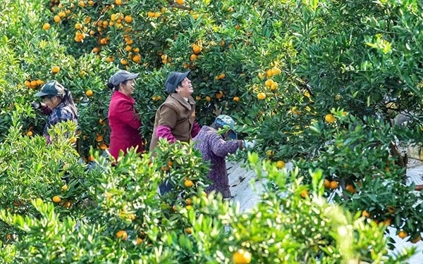 農(nóng)戶在果園中采摘果實。湖南省石門縣融媒體中心 唐亞翔攝