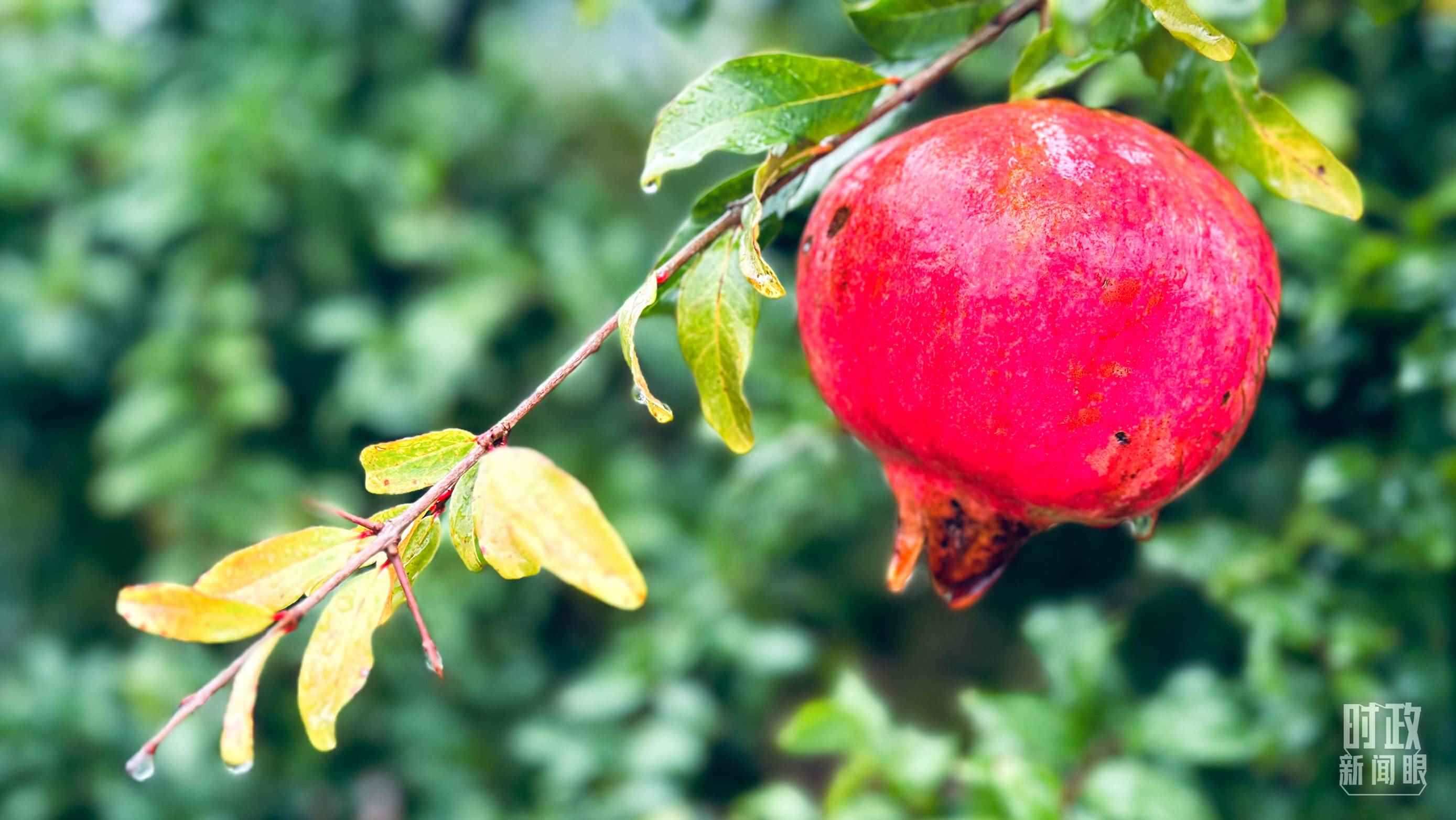 △山東省棗莊市冠世榴園，石榴紅了。（總臺央視記者范一鳴拍攝）