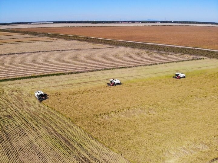 這是在位于黑龍江雙鴨山市友誼縣的北大荒農業(yè)股份有限公司友誼分公司一地塊拍攝的水稻收獲現(xiàn)場（2023年9月21日攝，無人機照片）。新華社記者 王松 攝