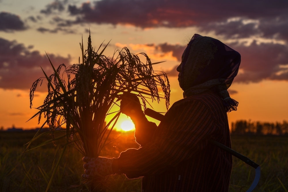 農民在吉林省吉林市永吉縣萬昌鎮(zhèn)花家村收割水稻（2023年9月12日攝）。新華社記者 張楠 攝