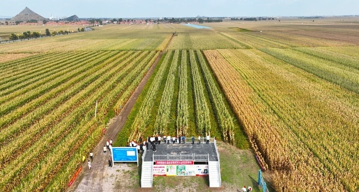 在遼寧省鐵嶺縣蔡牛鎮(zhèn)，外地農民到張莊玉米合作社的大田里學習玉米選種和栽種技術（2023年9月26日攝，無人機照片）。新華社記者 楊青 攝