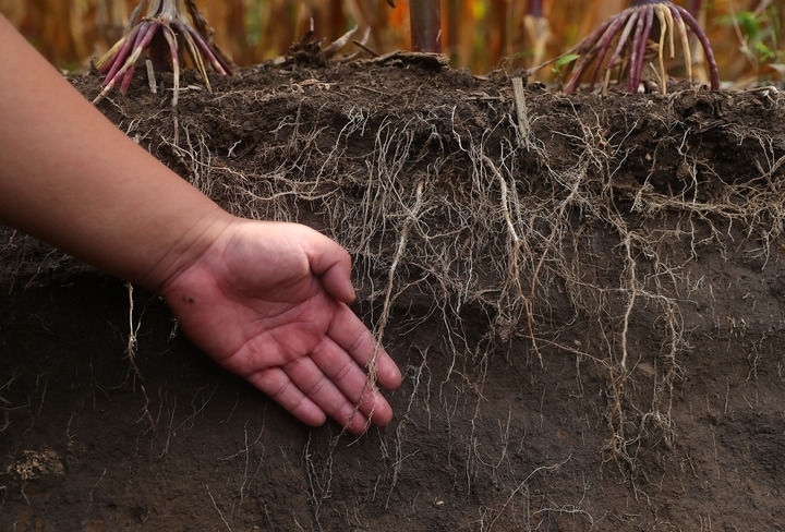 在遼寧省鐵嶺縣蔡牛鎮(zhèn)，張莊玉米合作社的農民向外地農民介紹黑土地保護和玉米秸稈還田情況（2023年9月26日攝）。新華社記者 楊青 攝