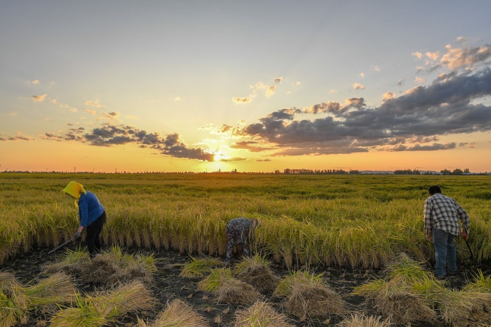 農民在吉林省吉林市永吉縣萬昌鎮(zhèn)花家村收割水稻（2023年9月12日攝）。新華社記者 張楠 攝