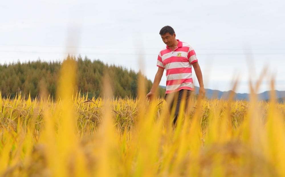 在遼寧省撫順市新賓滿族自治縣新賓鎮(zhèn)的水稻田里，農民丁輝查看水稻成熟情況（2023年9月25日攝）。新華社記者 楊青 攝