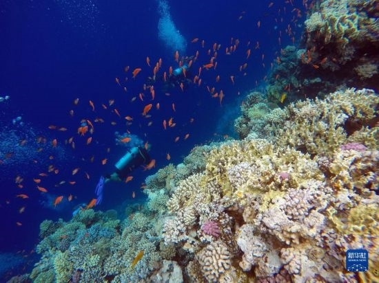  10月2日，人們?cè)诎＜拔髂伟雿u達(dá)哈布藍(lán)洞內(nèi)的珊瑚旁深潛。新華社記者 隋先凱 攝