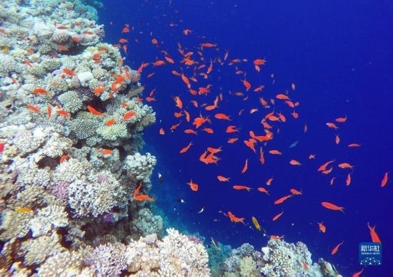  這是10月2日在埃及西奈半島達(dá)哈布藍(lán)洞內(nèi)拍攝的珊瑚和魚類。新華社記者 隋先凱 攝