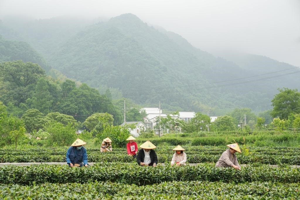 2022年5月11日，村民在大灣村生態(tài)茶園內(nèi)采摘茶葉。新華社記者杜宇攝