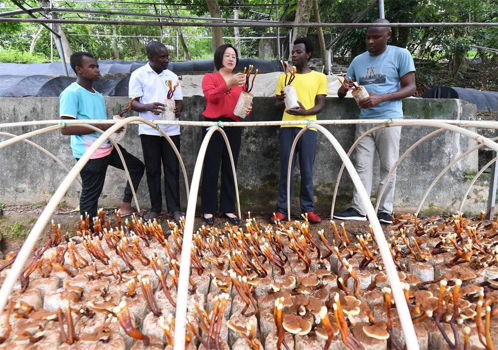 2021年8月12日，福建農(nóng)林大學(xué)國(guó)家菌草工程技術(shù)研究中心副主任林冬梅（中）為非洲留學(xué)生講解菌草鹿角靈芝的栽培情況。新華社記者 林善傳 攝