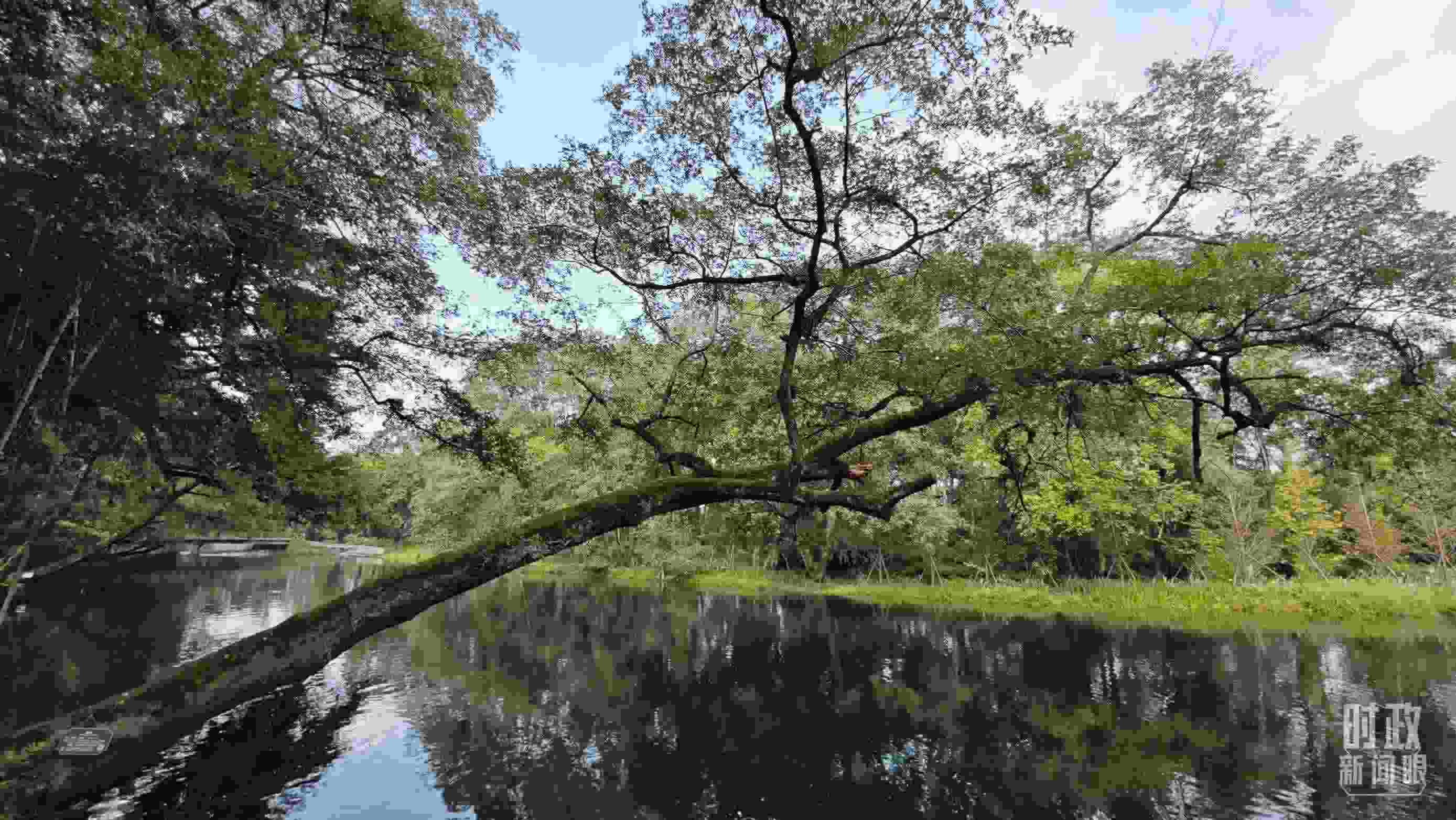 △饒河源國(guó)家濕地公園。（總臺(tái)央視記者郁振一拍攝）