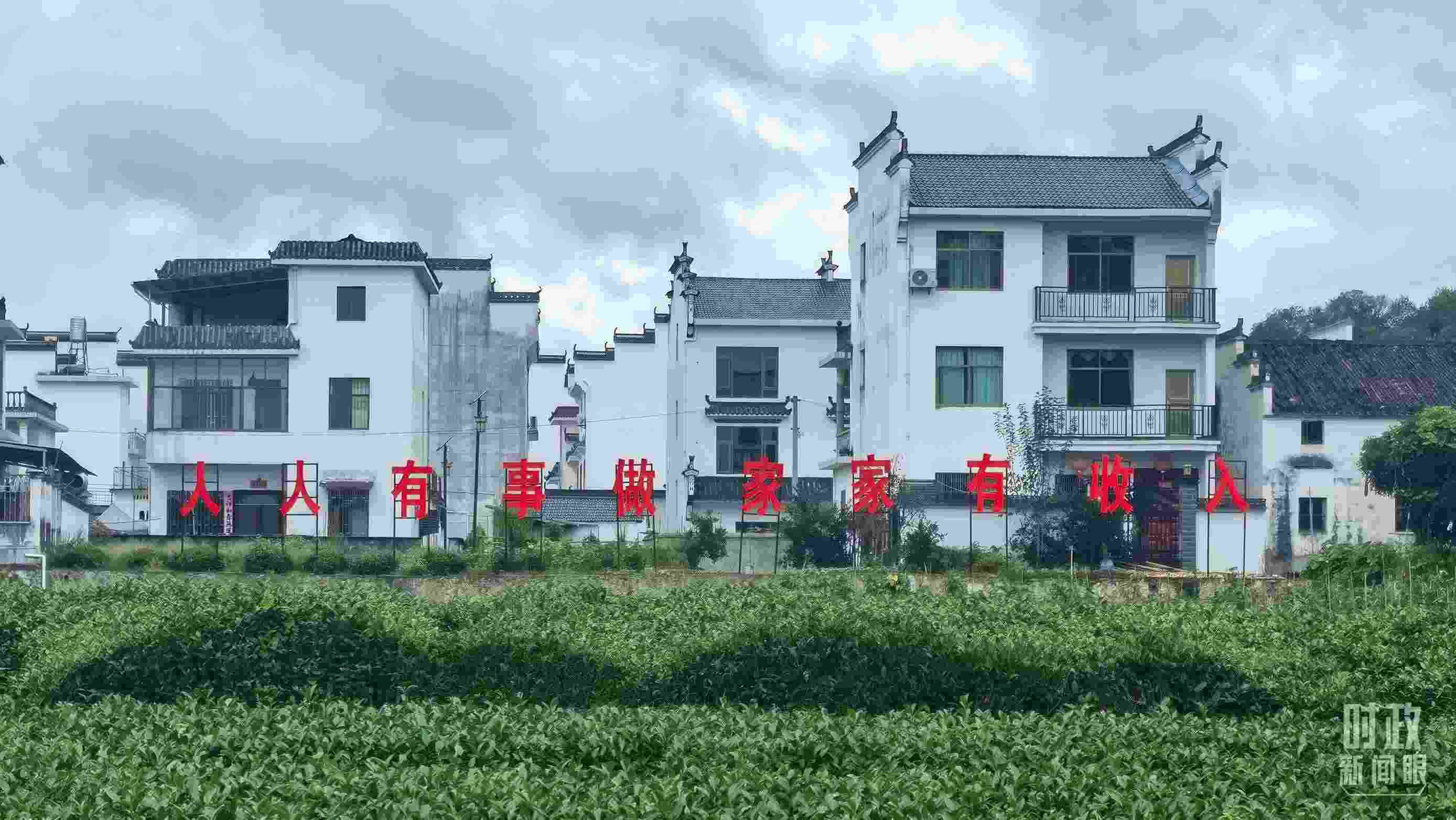 △石門村村民種植的茶葉。（總臺(tái)央視記者賈林拍攝）