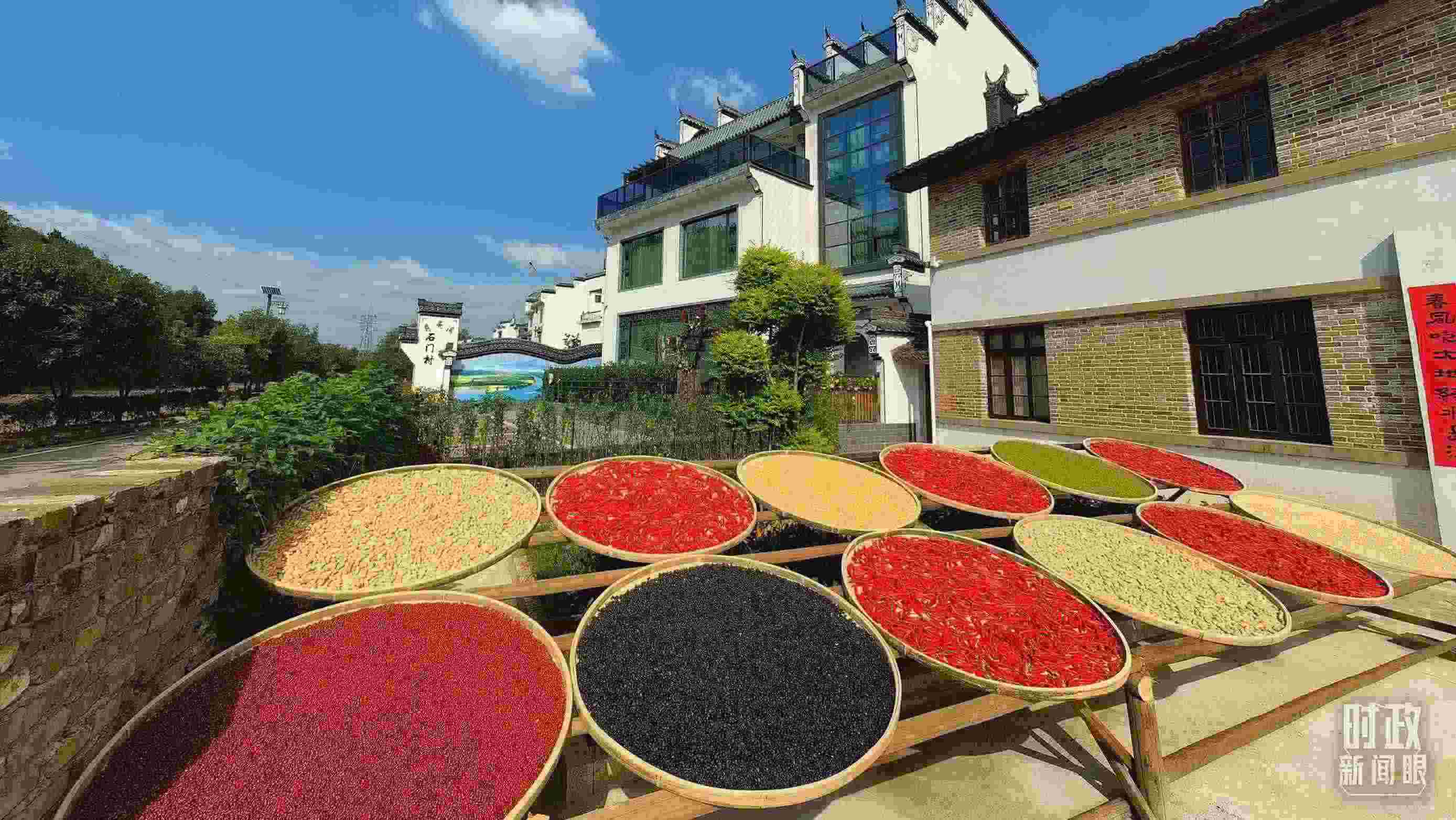 △曬秋農(nóng)俗成為婺源鄉(xiāng)村的一道美麗風(fēng)景。（總臺(tái)央視記者段德文拍攝）