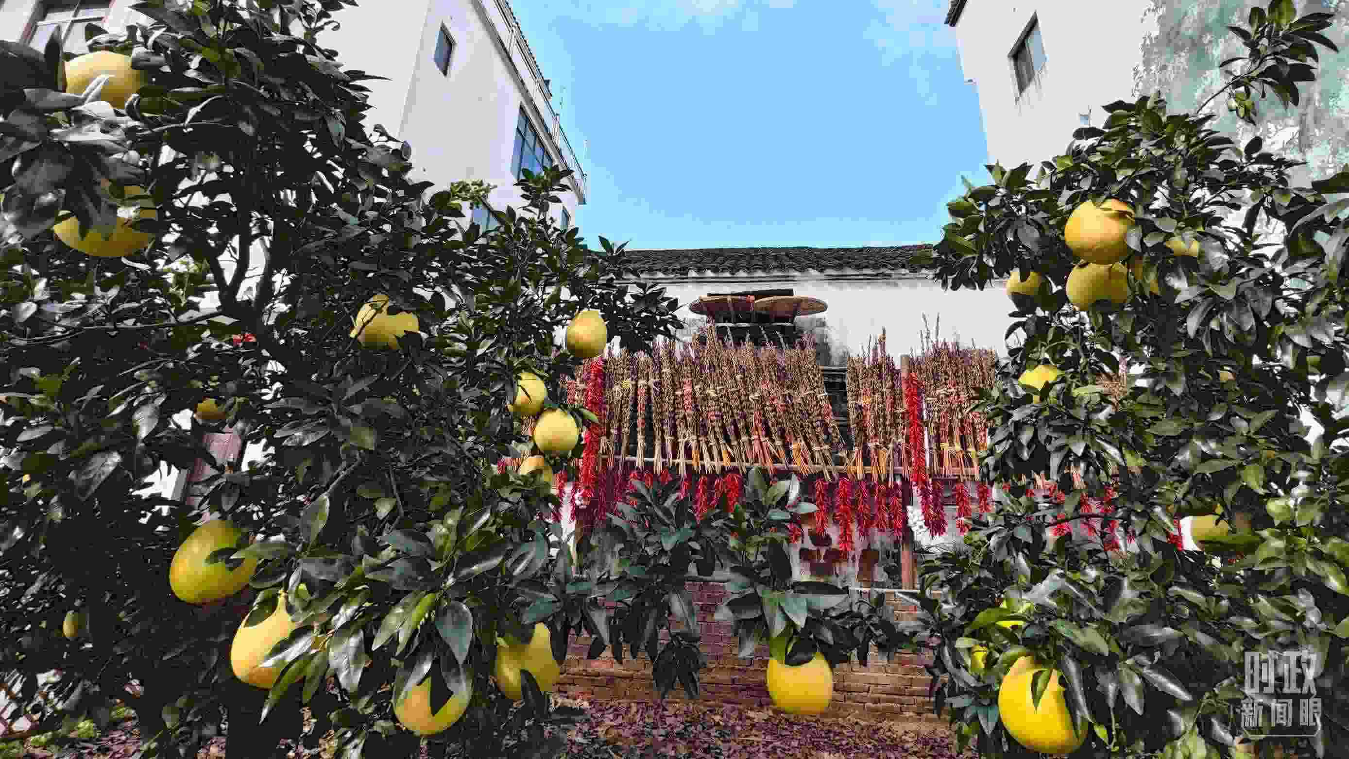 △石門村農(nóng)家小院里碩果累累。（總臺(tái)央視記者許永松拍攝）