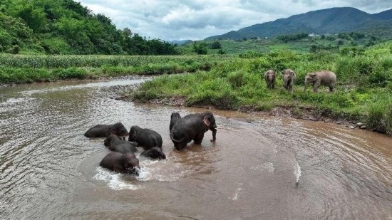 野生亞洲象組團泡澡降溫解暑。何有剛攝