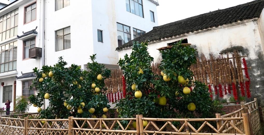 近日在江西省上饒市婺源縣秋口鎮(zhèn)王村石門自然村拍攝的馬家柚。新華社記者 胡晨歡 攝