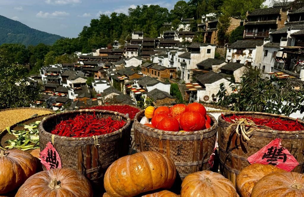 近日拍攝的江西省上饒市婺源縣篁嶺村曬秋畫面。新華社記者 胡晨歡 攝