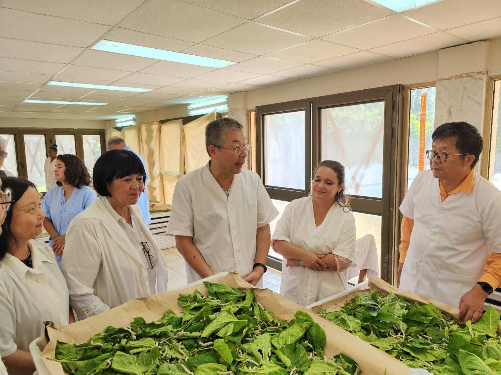 2023年5月23日，中國駐古巴大使馬輝考察古中蠶桑科技合作中心。來源：中國駐古巴大使館官網