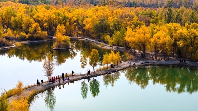 胡楊林金碧耀眼。蘭州局集團(tuán)公司融媒體中心供圖