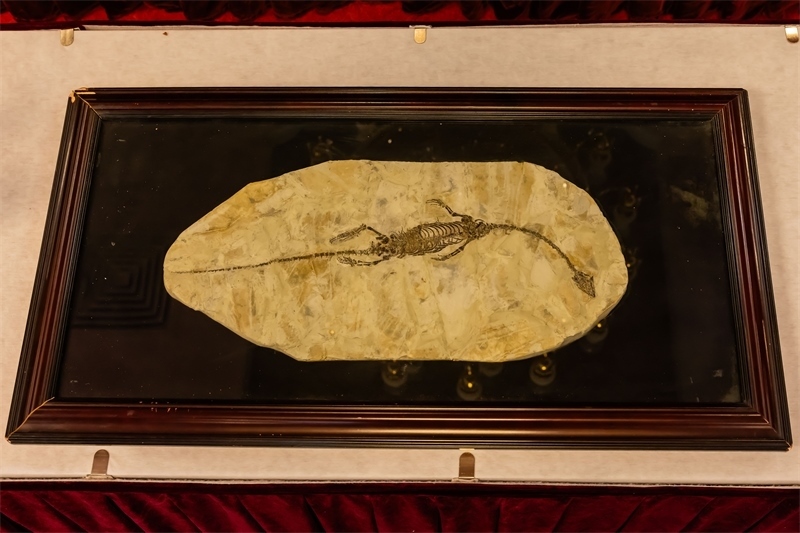 潛龍化石。國(guó)家文物局供圖