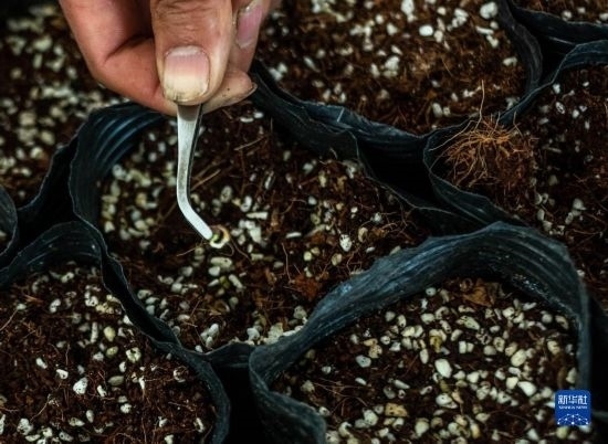 云南錦科花卉工程研究中心里已經(jīng)發(fā)芽的太空種子（4月3日攝）。