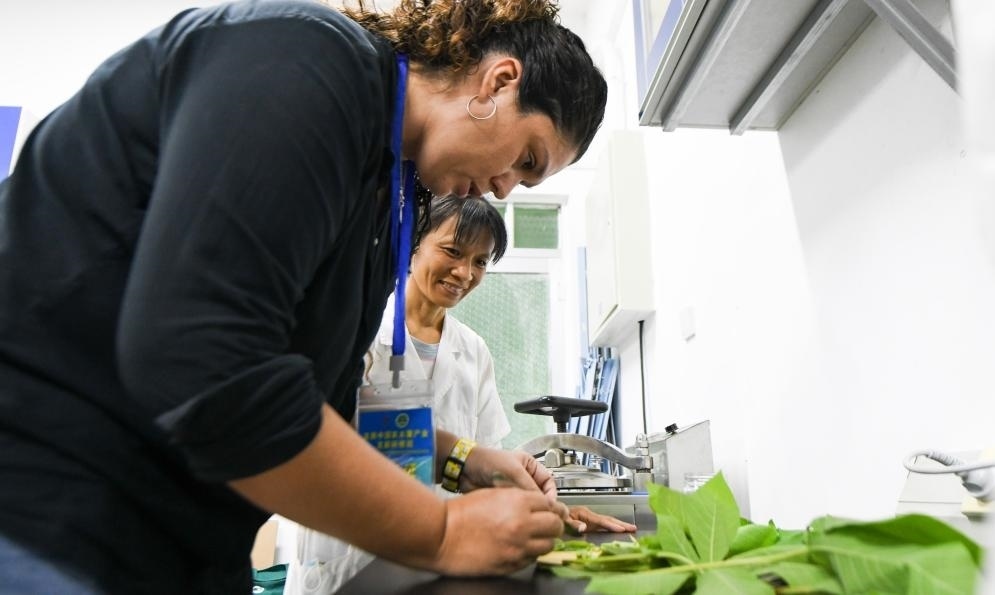 9月17日，來自哥倫比亞的研修班學(xué)員埃文·奧拉亞（左）在中國專家的指導(dǎo)下學(xué)習(xí)實(shí)操木薯組培快速繁育技術(shù)。