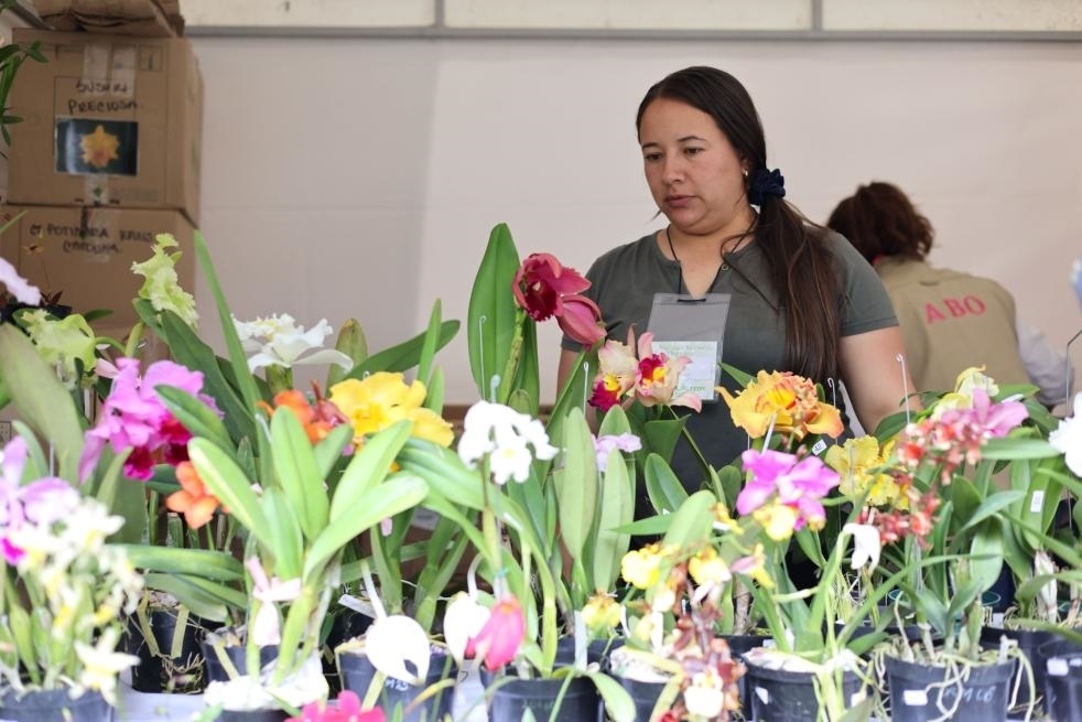 9月14日至17日，哥倫比亞首都波哥大舉辦蘭花展。