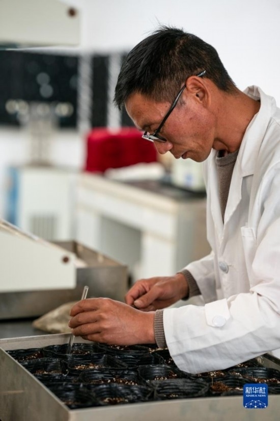 技術(shù)員田連通在實(shí)驗(yàn)室播種太空種子（4月3日攝）。